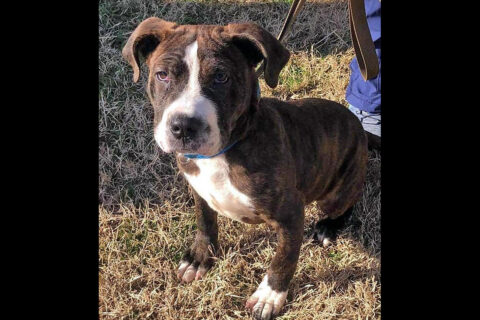 Drako is available at Stewart County Faithful Friends Animal Rescue