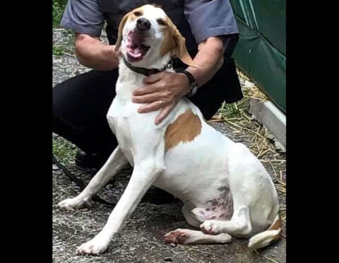 Stewart County Faithful Friends Animal Rescue - Spark Stewart County Faithful Friends Animal Rescue - Spark