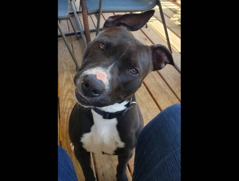 Companion Pet Rescue of Middle Tennessee - Ayer Companion Pet Rescue of Middle Tennessee - Ayer