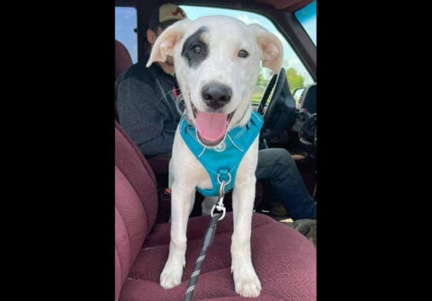 Companion Pet Rescue of Middle Tennessee - Pirate Companion Pet Rescue of Middle Tennessee - Pirate