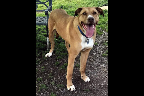 Humane Society of Clarksville-Montgomery County - Zavier Humane Society of Clarksville-Montgomery County - Zavier
