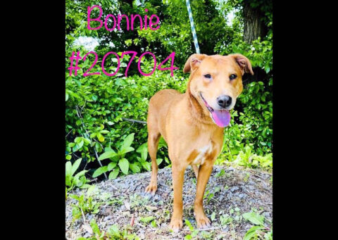 Montgomery County Animal Care and Control - Bonnie Montgomery County Animal Care and Control - Bonnie
