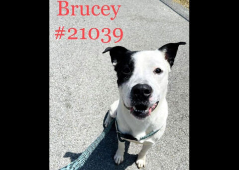 Montgomery County Animal Care and Control - Brucey