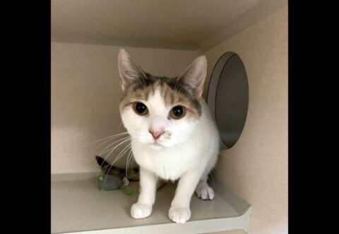 Montgomery County Animal Care and Control - String Cheese Montgomery County Animal Care and Control - String Cheese