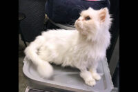 Cats Are Us – Jasper