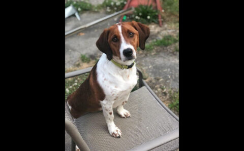 Companion Pet Rescue of Middle Tennessee - Dunn Companion Pet Rescue of Middle Tennessee - Dunn
