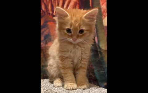 Dover Humane Society - Oliver Dover Humane Society - Oliver