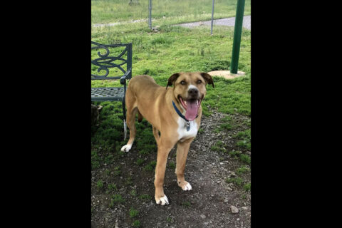 Humane Society of Clarksville-Montgomery County - Zavier Humane Society of Clarksville-Montgomery County - Zavier