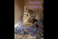 Montgomery County Animal Care and Control – Bonfire