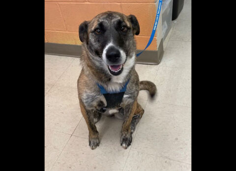 Briley is available at Montgomery County Animal Care and Control. Briley is available at Montgomery County Animal Care and Control.