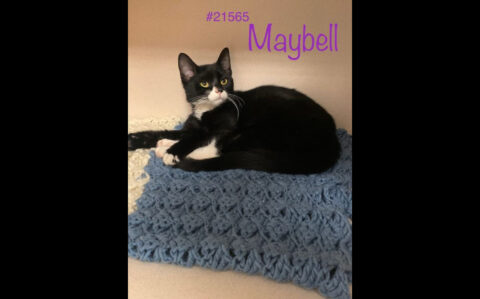 Montgomery County Animal Care and Control - Maybell