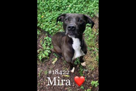 Montgomery County Animal Care and Control - Mira
