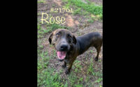 Montgomery County Animal Care and Control – Rose