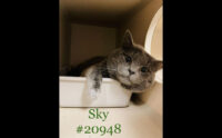 Montgomery County Animal Care and Control – Sky