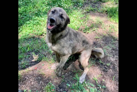 Jersey, one of many dogs at Montgomery County Animal Care and Control awaiting a new home.