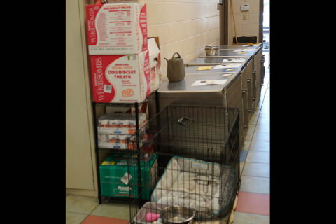 A hallway holding area for adult dogs.