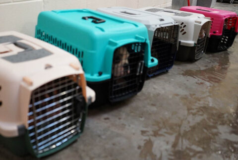 Newly processed puppies in cages while staff cleans out pen.