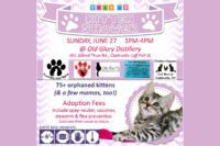 2021 Kitten Show set for Sunday, June 27th.