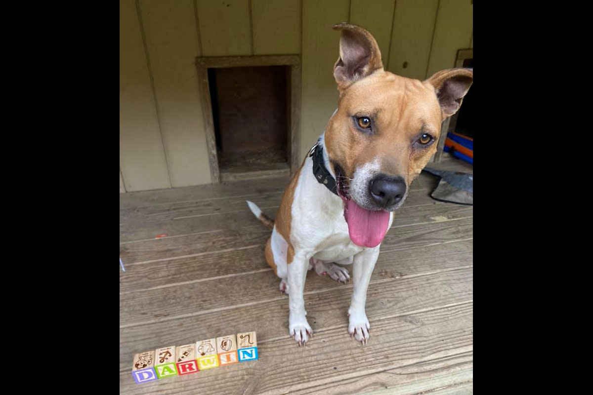 Clarksville Area Pets of the Week for June 9th, 2021