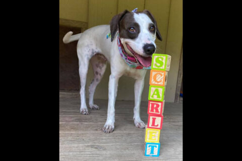 Sagley's Biker Bully Farm - Scarlett Sagley's Biker Bully Farm - Scarlett