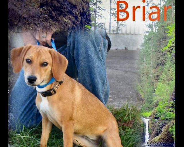Stewart County Faithful Friends Animal Rescue - Briar
