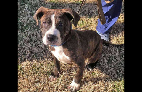 Drako is available at Stewart County Faithful Friends Animal Rescue.