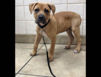 Two Ladies Caring Dog Rescue – Gertie