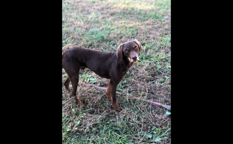 Two Ladies Caring Dog Rescue - Zuma Two Ladies Caring Dog Rescue - Zuma