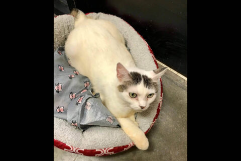 Cats Are Us -Pandora Cats Are Us -Pandora