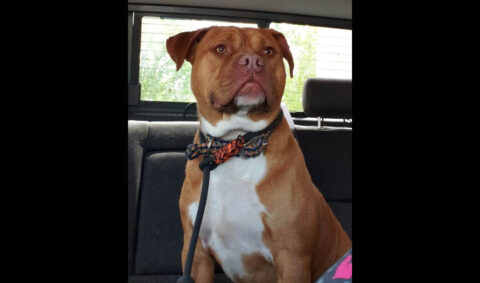 Companion Pet Rescue of Middle Tennessee - Ralph Companion Pet Rescue of Middle Tennessee - Ralph