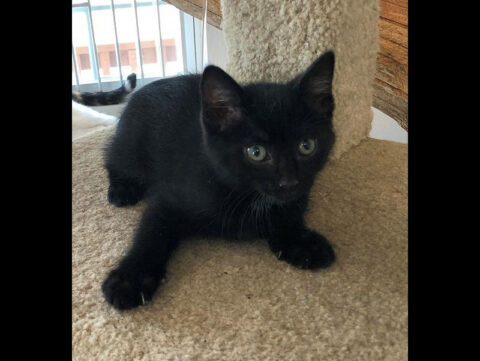 Dover County Humane Society - Blynken Dover County Humane Society - Blynken