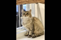 Dover County Humane Society – Haley