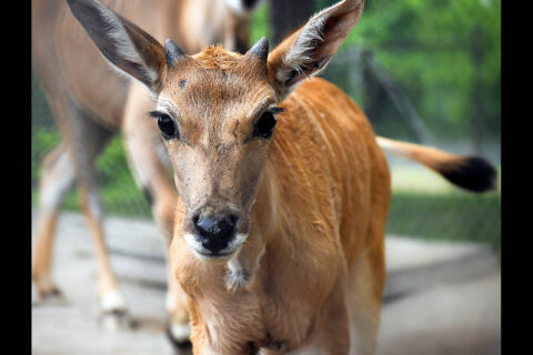 Eland Calf at the Nashville Zoo.