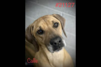 Montgomery County Animal Care and Control – Callie