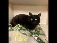 Montgomery County Animal Care and Control – Palmer