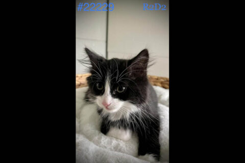 Montgomery County Animal Care and Control - R2D2 Montgomery County Animal Care and Control - R2D2