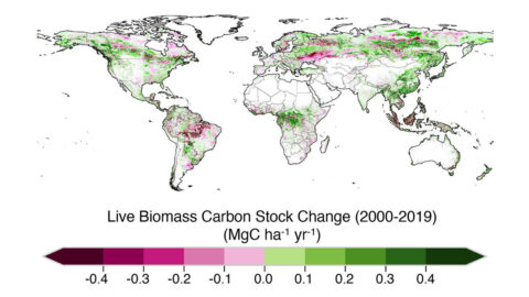 This map shows the change in how much carbon a vegetated area stored or emitted between the years 2000 and 2019. Greener areas absorbed more carbon than they emitted, while more pink and purple regions released more carbon than they stored. One megagram of carbon (MgC) is one metric ton. (NASA/JPL-Caltech)