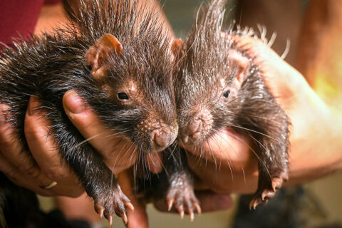 Nashville Zoo Porcupettes. (Kate Johns)