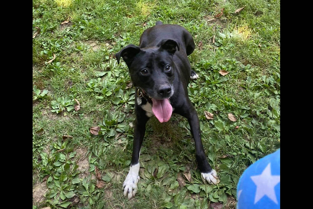 Clarksville Area Pets of the Week for July 14th, 2021