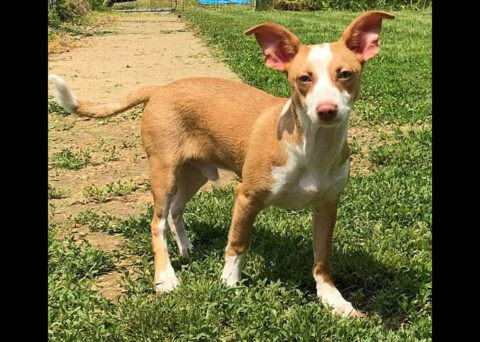 Two Ladies Caring Dog Rescue - Moe