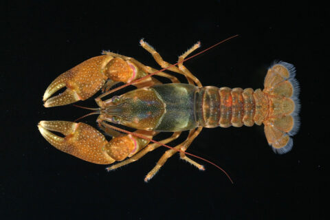 One of the center's recent discoveries, the Screaming Eagle Crayfish, is rare, and it’s vulnerable, found in only a handful of Clarksville-area streams. (APSU)