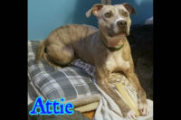 Companion Pet Rescue of Middle Tennessee – Atlas