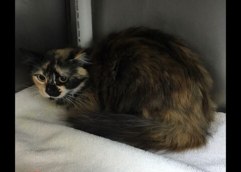 Montgomery County Animal Care and Control - CiCi