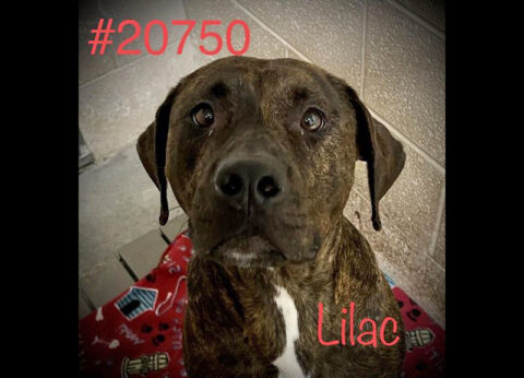 Montgomery County Animal Care and Control - Lilac