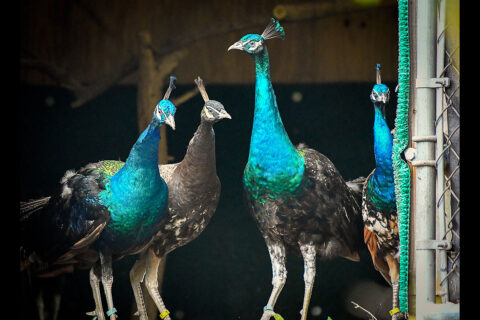 Peacocks at the Nashville Zoo. (Kate Johns)