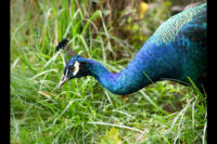 Peacocks at the Nashville Zoo. (Kate Johns)