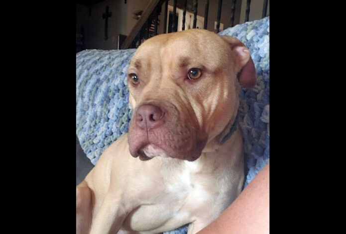 Companion Pet Rescue of Middle Tennessee - Larry Companion Pet Rescue of Middle Tennessee - Larry