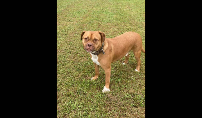 Companion Pet Rescue of Middle Tennessee - Ralph Companion Pet Rescue of Middle Tennessee - Ralph