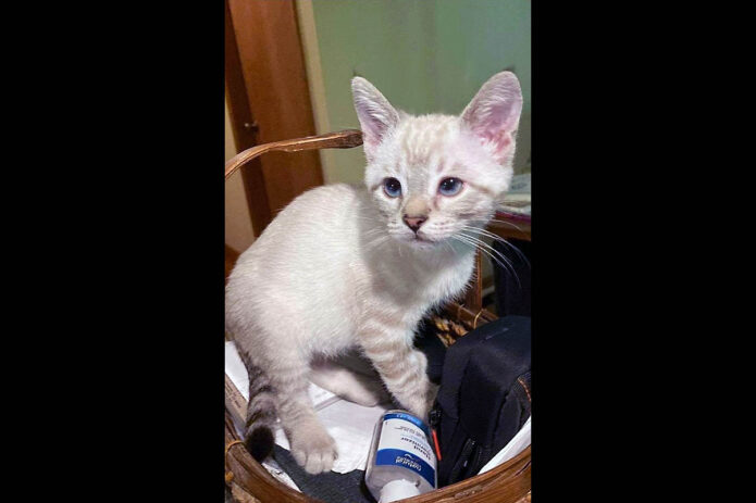 Dover County Humane Society - Marcus Dover County Humane Society - Marcus
