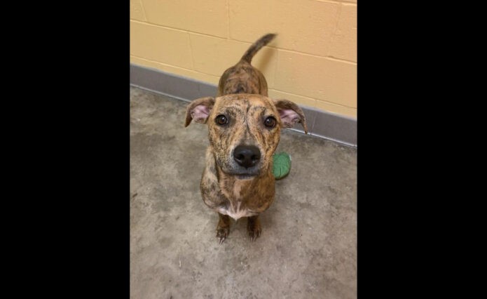 Montgomery County Animal Care and Control - Addison Montgomery County Animal Care and Control - Addison